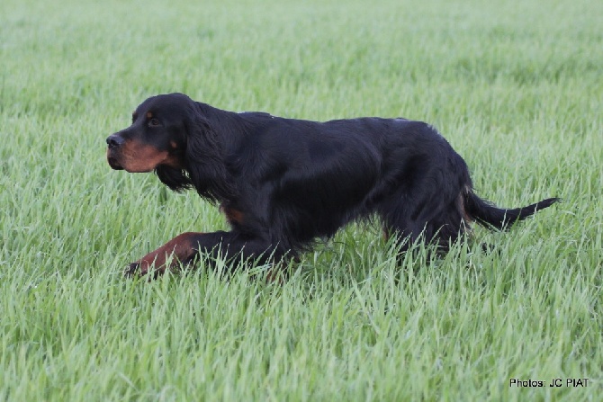 Du clos de la capitainerie - UN SETTER GORDON A L'HONNEUR