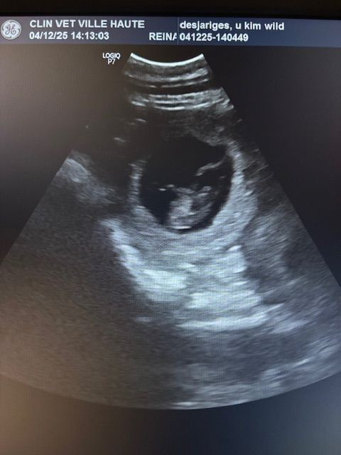 ECHOGRAPHIE DE U'KIMWILDE