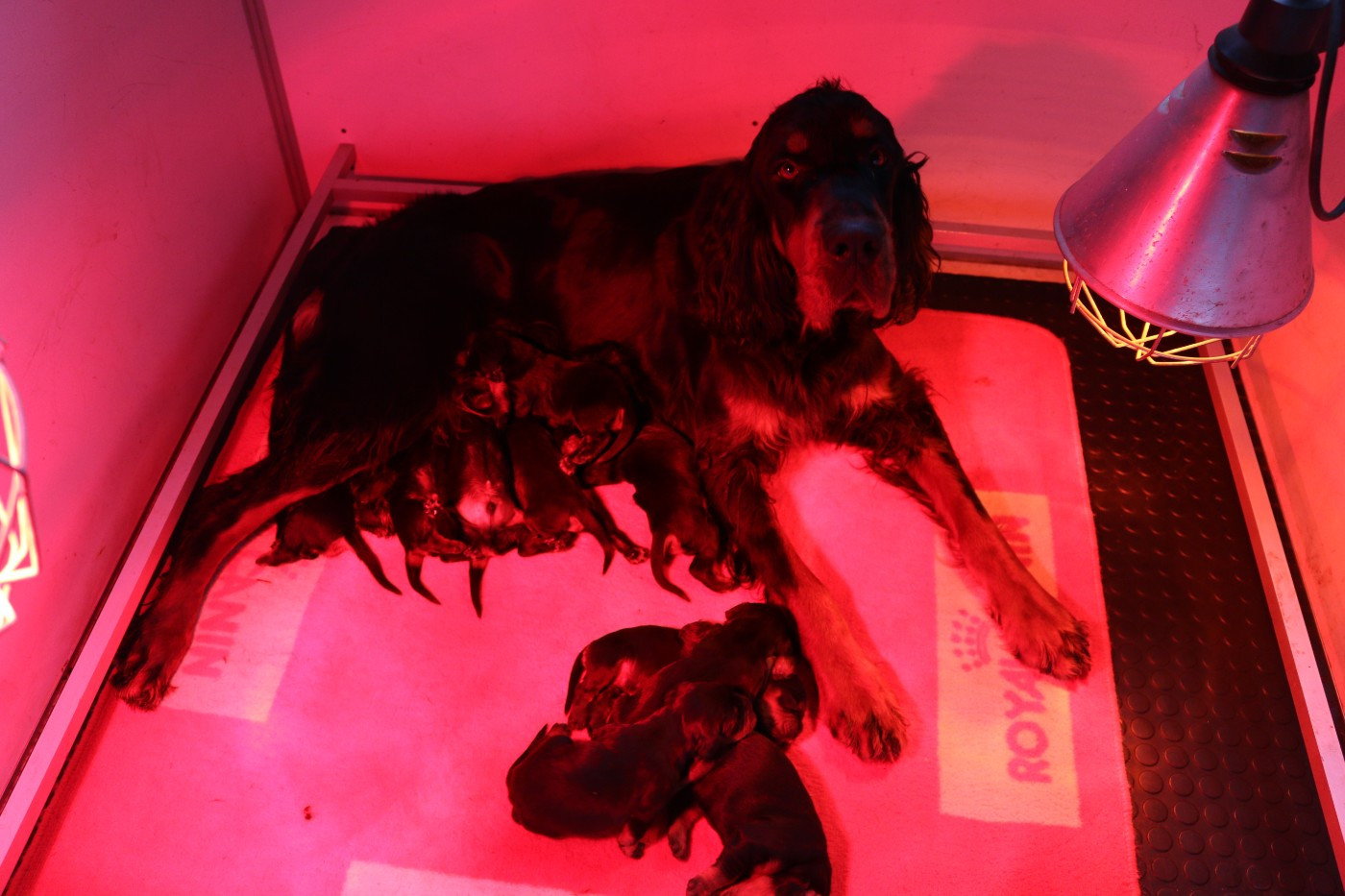 NAISSANCES AU CLOS DE LA CAPITAINERIE