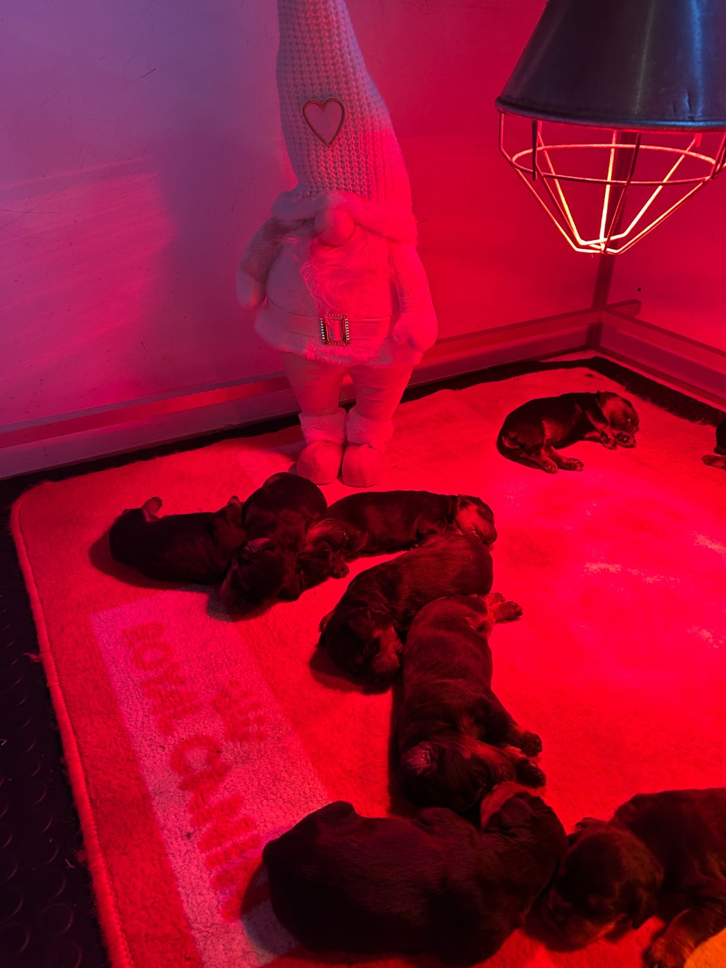 une nouvelle nounou !!!!!