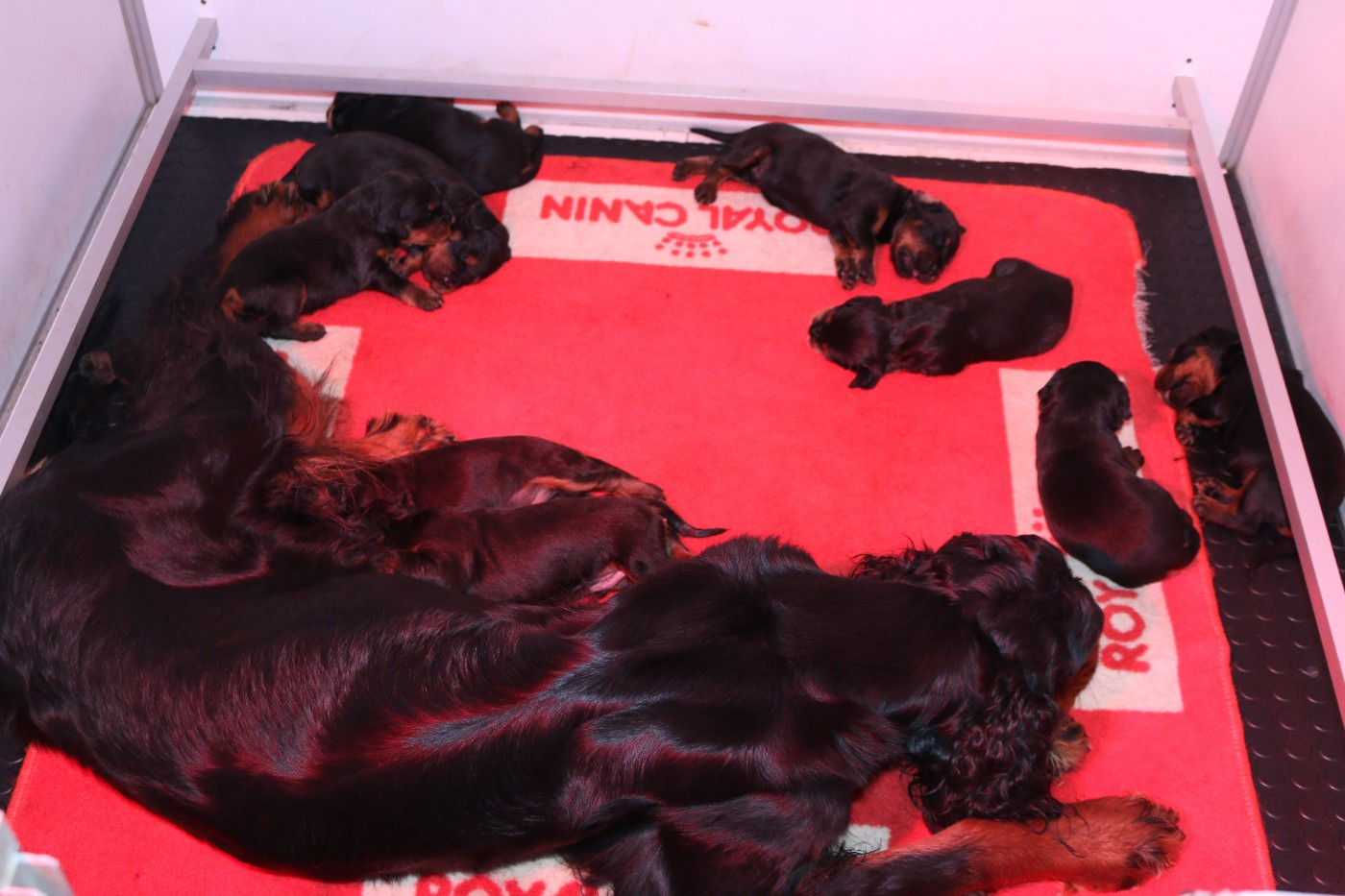 NOUS AVONS DEUX SEMAINES