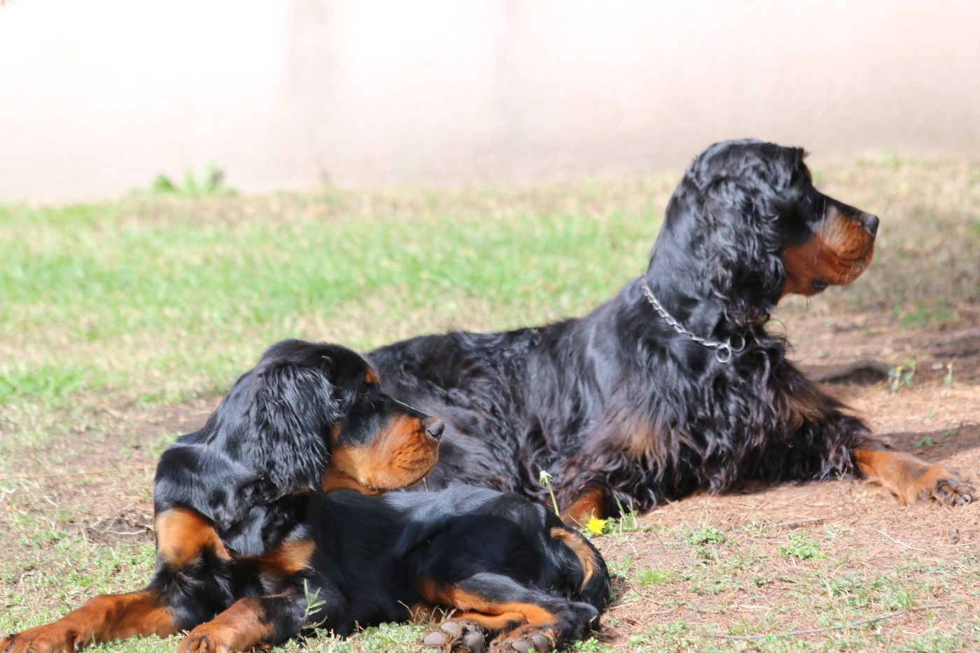 Du clos de la capitainerie - ECOGRAPHIE DE NED'SHERAN