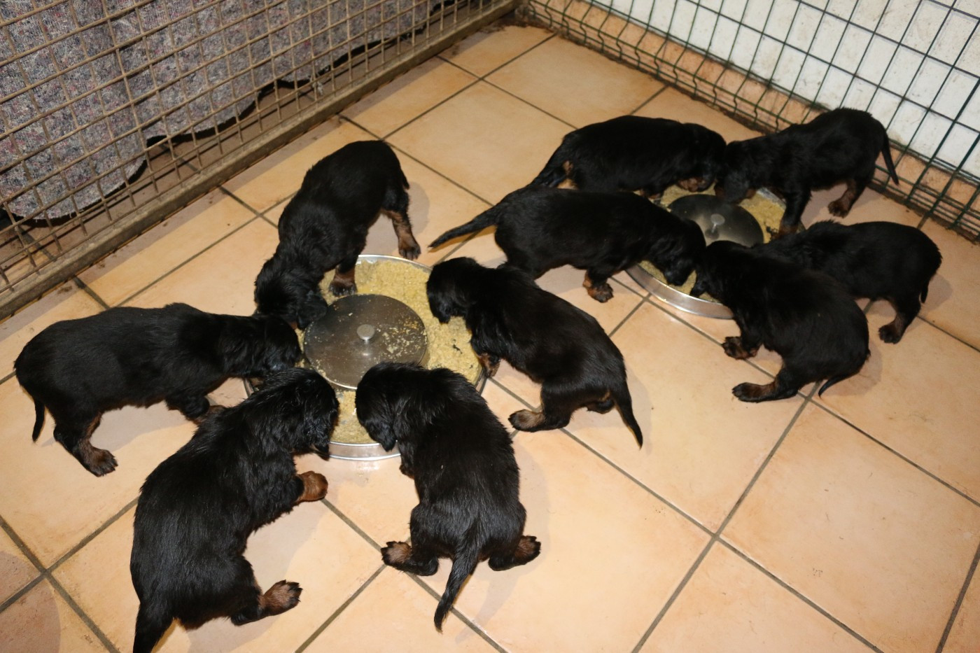 LA TRIBU DE U'KIMWILDE A 5 SEMAINES