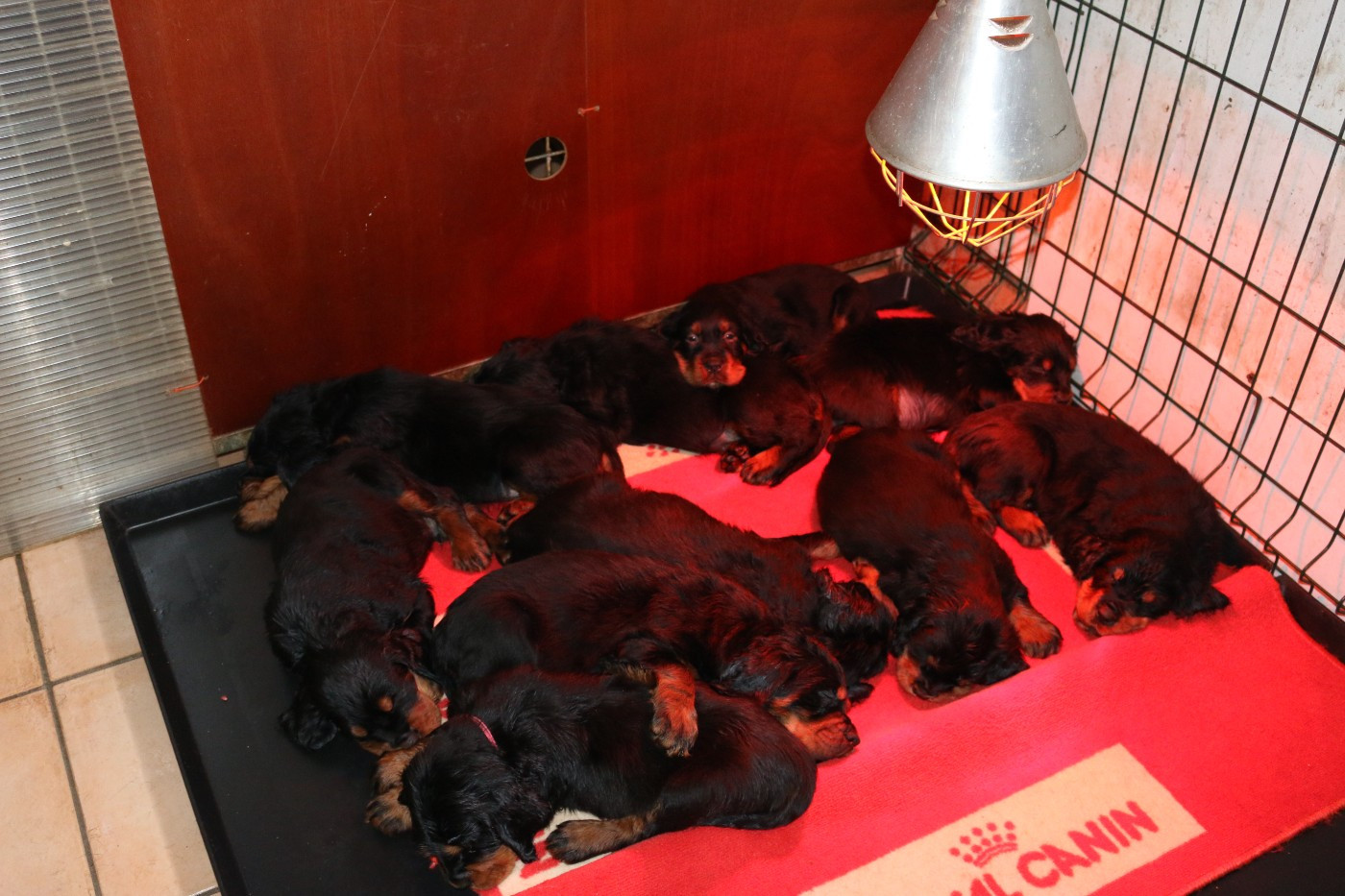 LES BANDITS ONT 6 SEMAINES