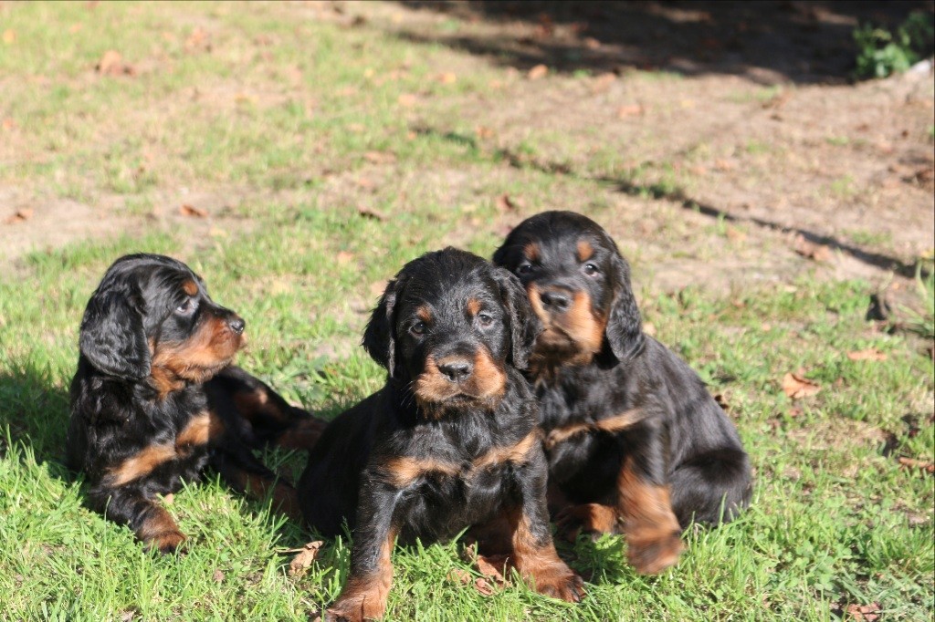 Du clos de la capitainerie - LES CHIOTS DE EAGLES A 6 SEMAINES
